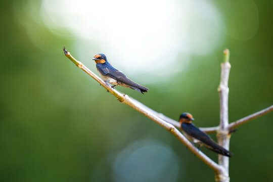 Pacific swallow bird perching on a tree branch 
