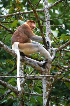 Proboscis monkey sitting on a tree branch in borneo rainforest