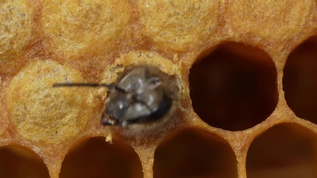 honey bee in honeycomb