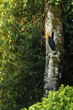 Rhinoceros hornbill perching on a tree trunk near its nest hollow 