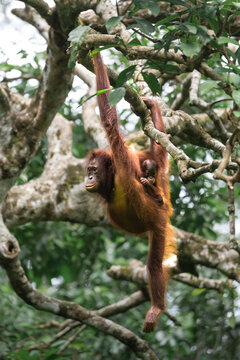 Bornean orangutan mother holding her baby while hanging 