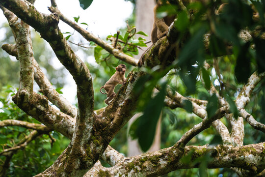 Young pig-tailed macaque climbing tree branch in borneo 