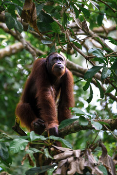 Bornean orangutan sitting on a tree branch, looking up
