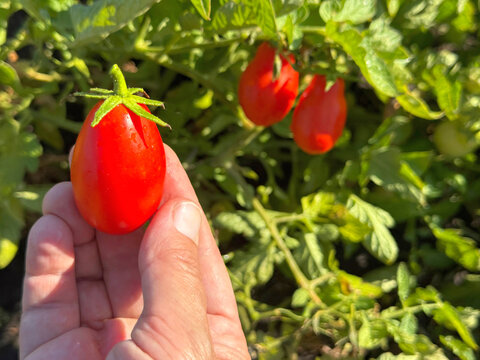 Hand holding a plum tomato picked in the vegetable garden.