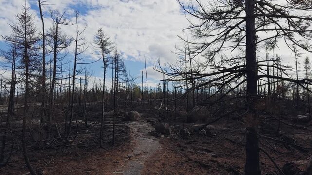 Footage shows the aftermath of a wildfire in Halifax Nova Scotia. Trees are burnt, and the ground is blackened. Smoke lingers in the air on a cloudy day