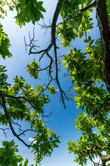 Fototapeta premium Grüne Blätter und blauer Himmel