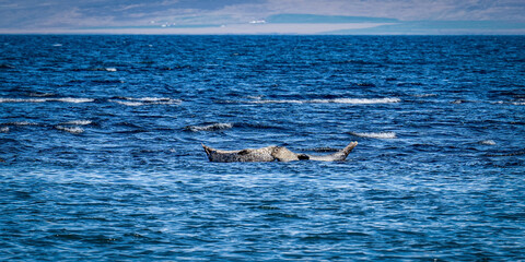 Island (2026-05) © Thomas