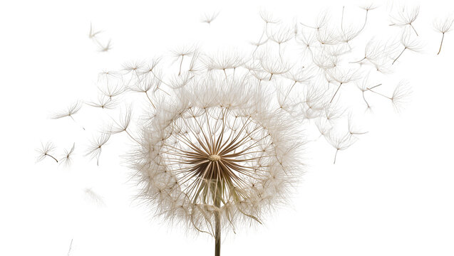 Isolated beautiful full dandelion clock with many delicate seeds flying away freely in air