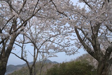 Fototapeta premium Cherry blossoms over lake in spring, Japan