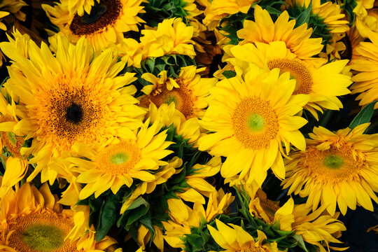 Sunflowers background