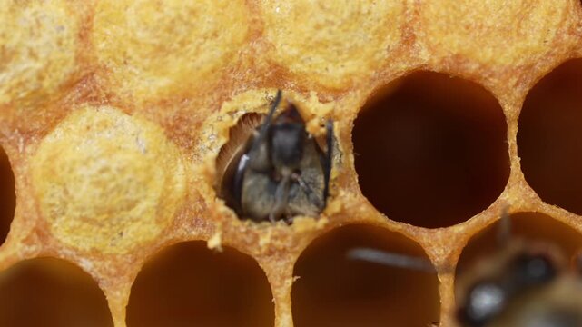 newborn bee close-up.