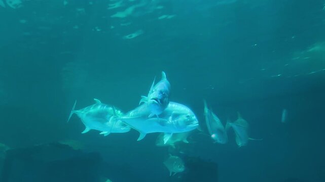 Close-up of a giant trevally displaying its streamlined body and metallic sheen