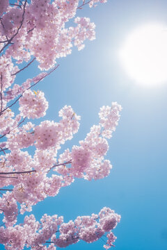 blossom