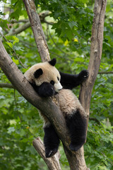 Fototapeta premium Close up Funny pose of Little panda sleeping on the tree, Chengdu, China