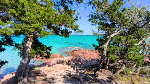 Junipers by the sea in Porto Istana Sardinia with coastal vegetation turquoise water and Mediterranean landscape in spring light