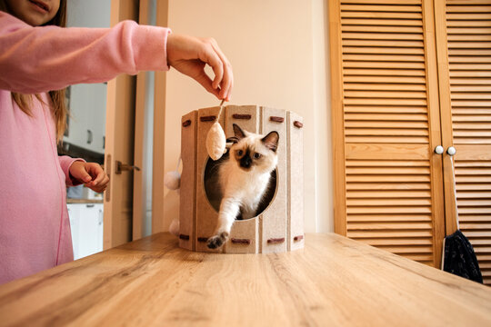 A teenage girl plays with Thai kitten at home.