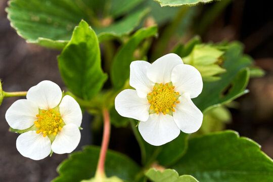 White flowers on strawberry bushes in the garden in spring