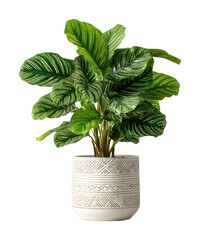 Obraz premium PNG Vibrant potted plant with patterns.