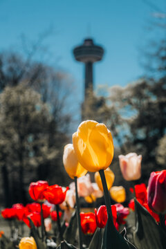 flowers in Niagara