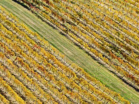 Rows of golden grape vines in a hillside vineyard