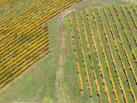 Rows of golden grape vines in a hillside vineyard