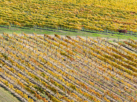 Rows of golden grape vines in a hillside vineyard