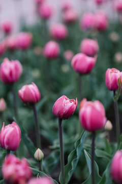 flowers again