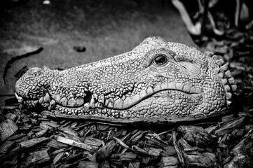 Fototapeta premium gator in garden