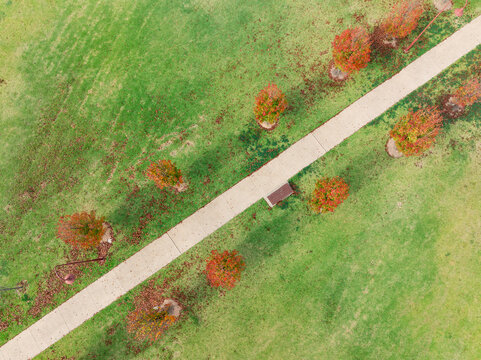 Colorful trees lining a straight path through a green park