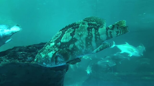 Close-up of a Malabar grouper displaying distinctive mottled patterns and textured scales