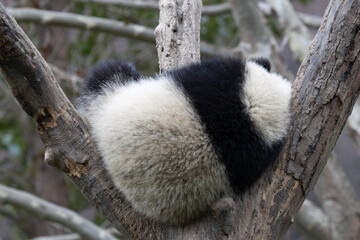 Close up Funny pose of Little panda sleeping on the tree, Chengdu, China © foreverhappy