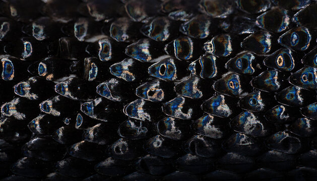 Macro scaly snake skin. Snake scale pattern. Black snake scales. Close-up of snakeskin scales. Exotic reptilian pattern. Leathery snake texture. Snakes scales detailed reptilian texture.