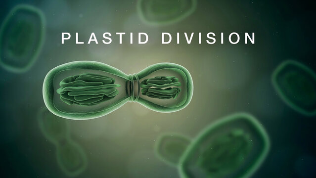 Plastid division process in plant cells showing chloroplast replication and growth  a vital biological mechanism