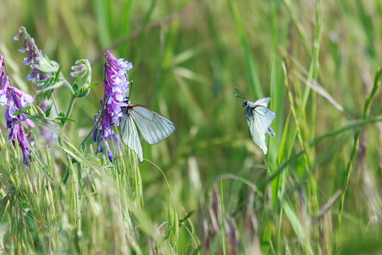 
The butterfly dance. Aporia crataegi