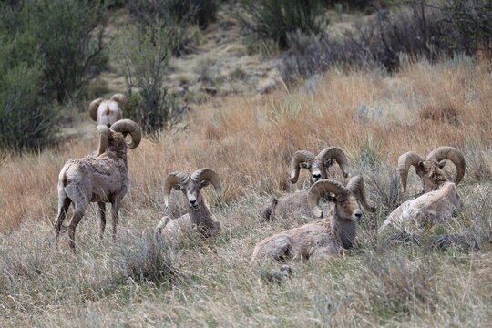 several bighorn sheep rams