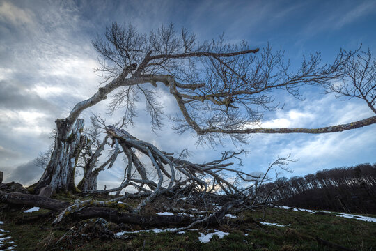 A bare beech tree with bent branches against a dramatically cloudy winter sky, Fagus sylvatica, Hauenstein, Solothurn, Switzerland