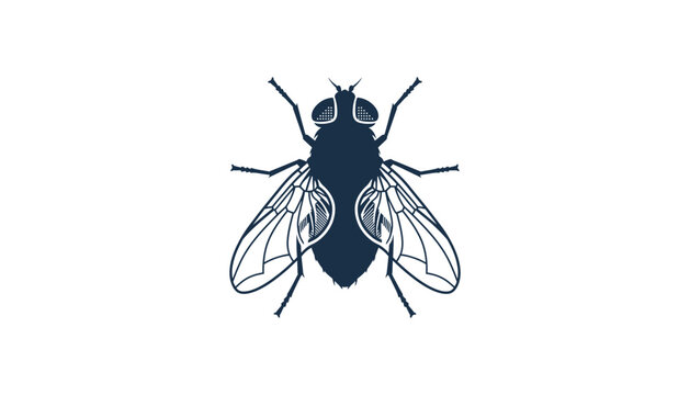 Black fly insect illustration