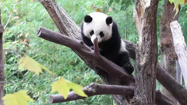 Close up Funny pose of Little panda sleeping on the tree, Chengdu, China