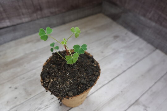 Oca tubers plant growing in a small pot