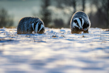 Two european badgers foraging in a snowy field during winter morning light. © Rudolf