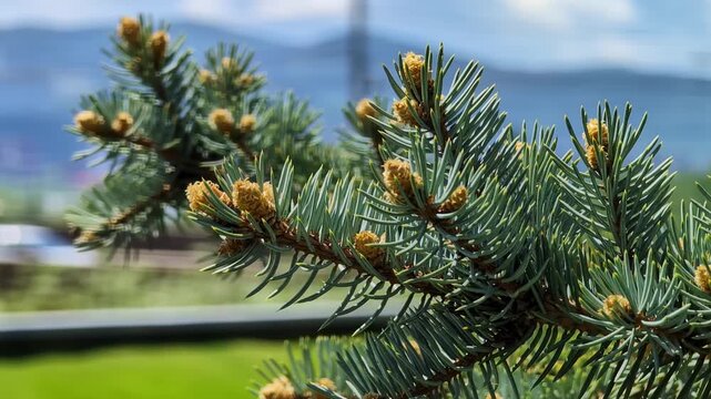 Green pine needles densely cover the branch of an evergreen tree, accompanied by clusters of small yellow male cones.