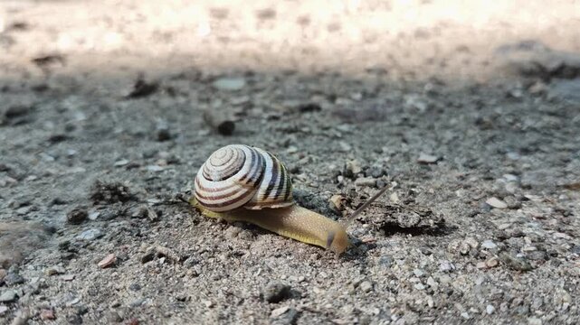 The Austrian snail Caucasotachea vindobonensis, a land gastropod mollusk of the pulmonate snail order from the family Helicidae, crawls along a rocky surface on a summer day