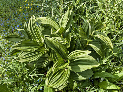 White False Hellebore Veratrum album Toxic Plant in Alpine Meadow