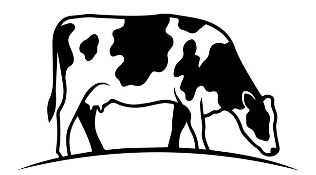 Black and white dairy cow grazing silhouette standing on a grass hill with agriculture livestock silhouette countryside domestic isolated creature