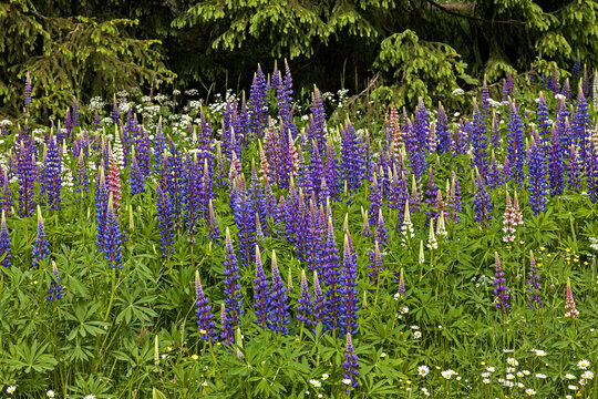 White Lupine Flowers with Blue Lupin in Background Mountain Meadow