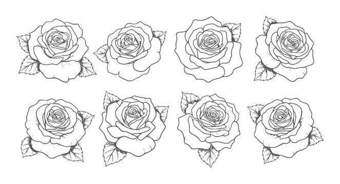 Eight black and white line roses with leaves arranged in two rows flower floral bloom