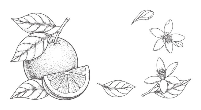 Hand drawn orange fruit slice leaves and blossoms leaf