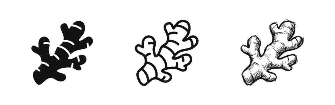 Fresh ginger root icon set in solid, outline, and hand-drawn sketch styles isolated on white background.