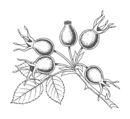Vintage botanical of rosehip berries a thorny branch berry © Fahim