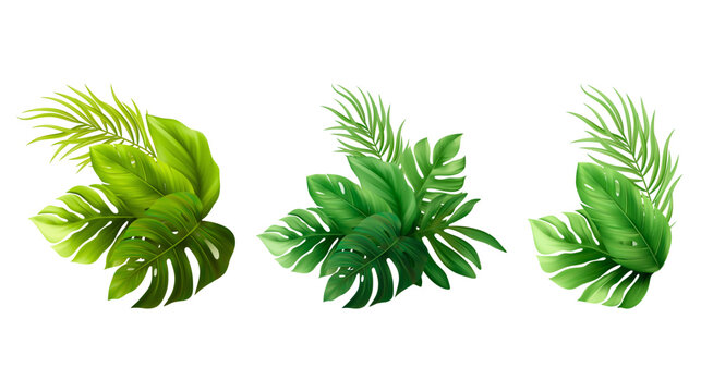 Tropical jungle plant leaf arrangements set with monstera tropical botanical greenery isolated decoration illustration graphics rainforest environment background